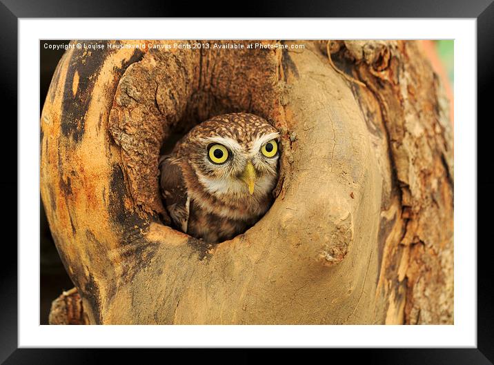 Little Owl Framed Mounted Print by Louise Heusinkveld