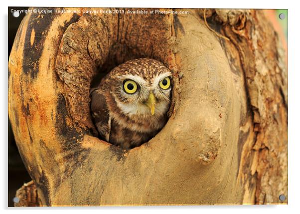 Little Owl Acrylic by Louise Heusinkveld
