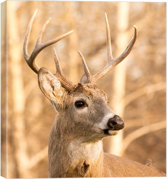 Whitetail Buck Deer Canvas Print by Gary Beeler