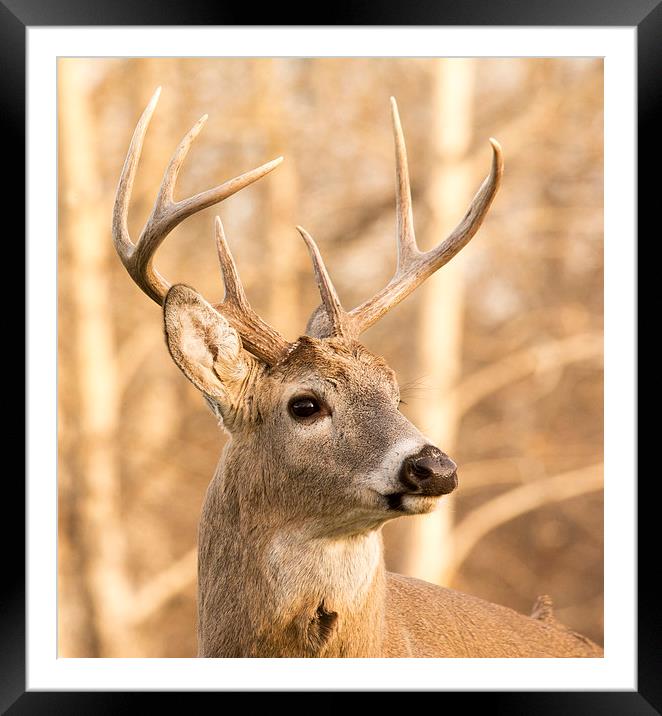 Whitetail Buck Deer Framed Mounted Print by Gary Beeler