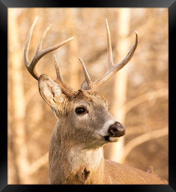 Whitetail Buck Deer Framed Print by Gary Beeler