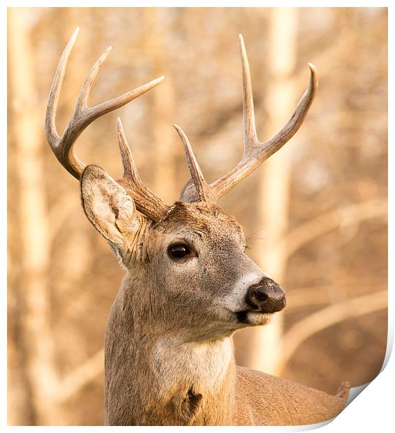 Whitetail Buck Deer Print by Gary Beeler