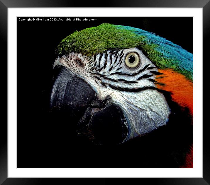 Macaw Framed Mounted Print by Thanet Photos