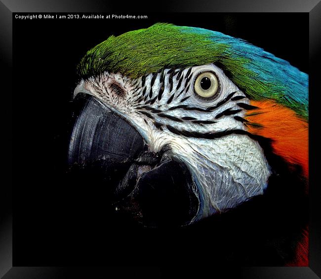 Macaw Framed Print by Thanet Photos