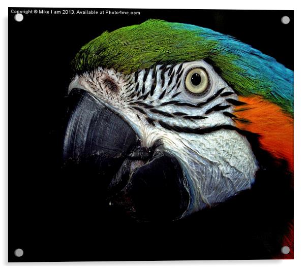 Macaw Acrylic by Thanet Photos