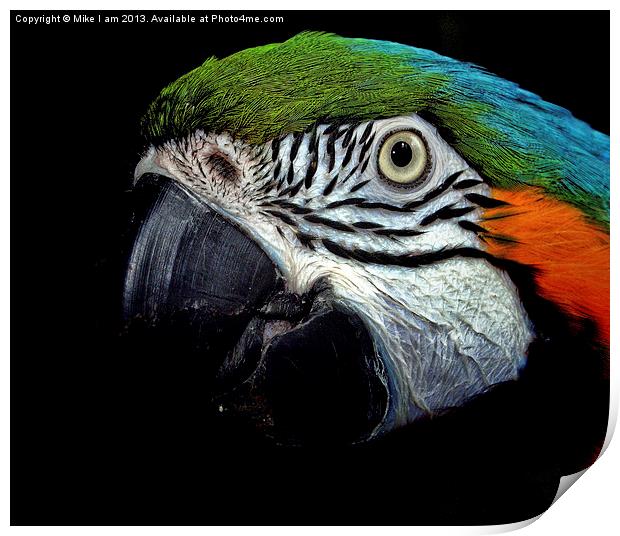 Macaw Print by Thanet Photos