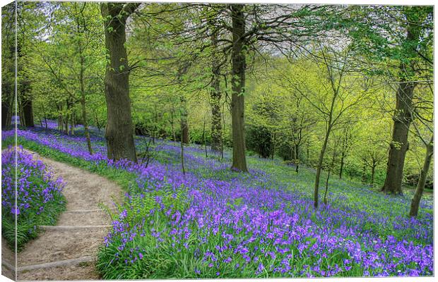 Bluebells at Emmetts Garden Canvas Print by Diane Griffiths
