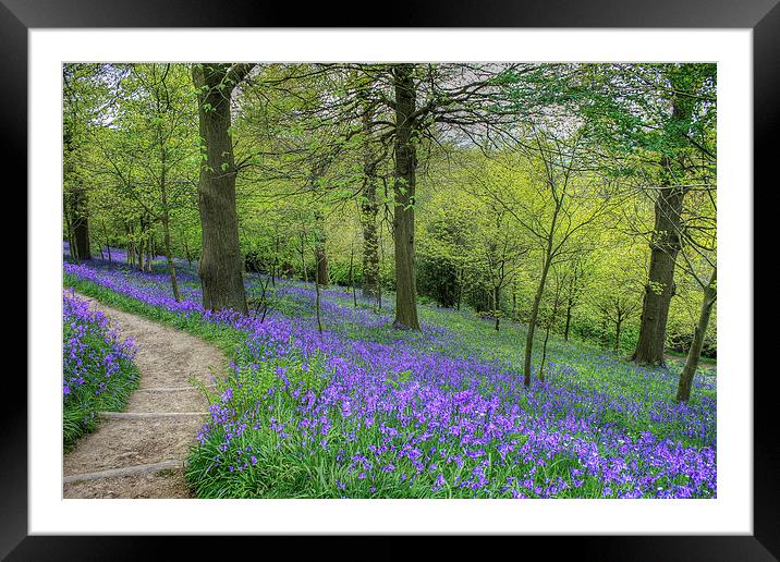 Bluebells at Emmetts Garden Framed Mounted Print by Diane Griffiths