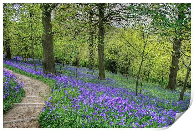 Bluebells at Emmetts Garden Print by Diane Griffiths