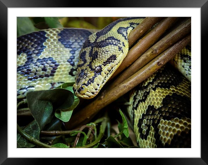 Carpet Python Framed Mounted Print by Mark Llewellyn