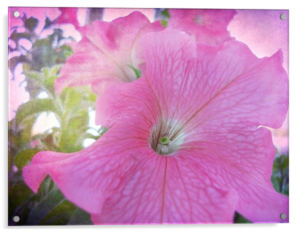 Pretty Petunia Acrylic by Judy Hall-Folde