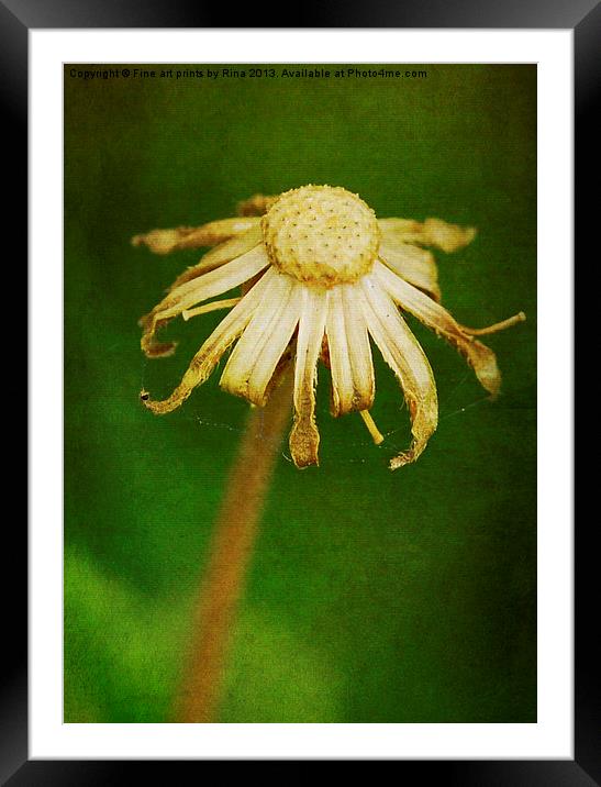Beauty from within Framed Mounted Print by Fine art by Rina