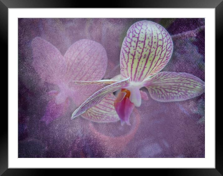 Orchid Framed Mounted Print by Judy Hall-Folde