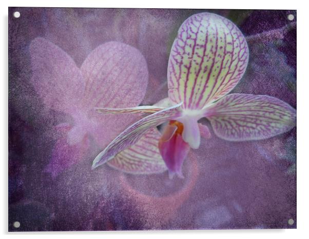 Orchid Acrylic by Judy Hall-Folde