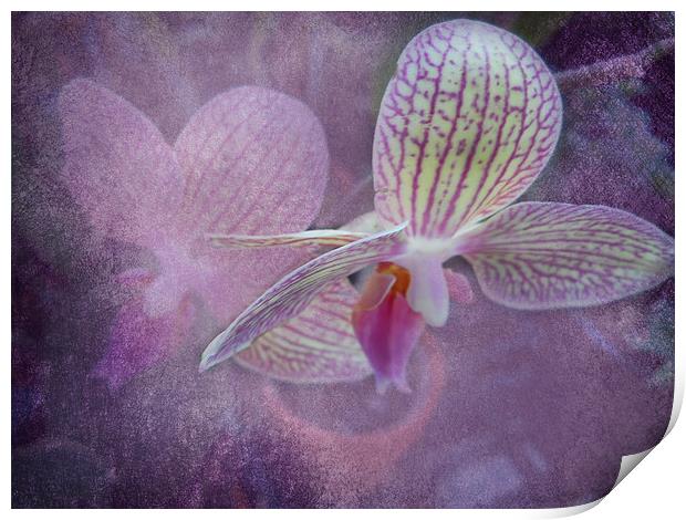 Orchid Print by Judy Hall-Folde