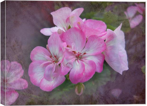 Pretty Blossoms Canvas Print by Judy Hall-Folde