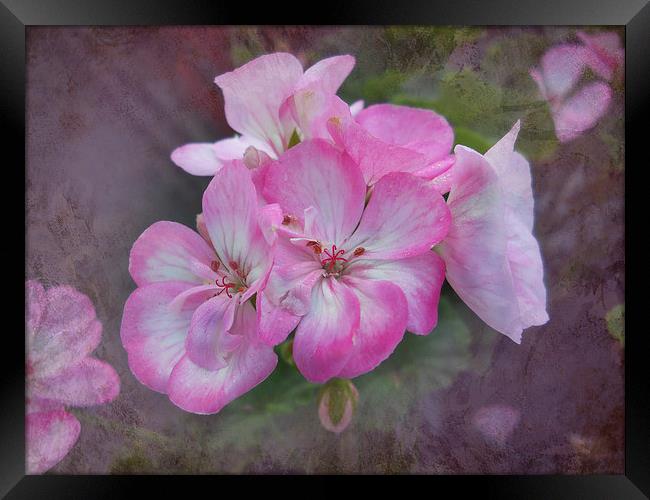 Pretty Blossoms Framed Print by Judy Hall-Folde