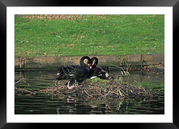 black swan love Framed Mounted Print by Martyn Bennett