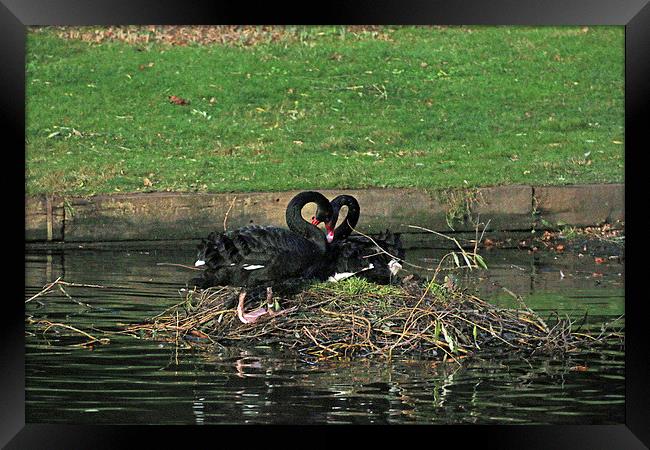 black swan love Framed Print by Martyn Bennett
