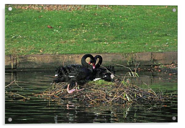 black swan love Acrylic by Martyn Bennett