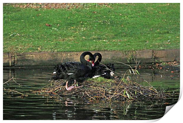 black swan love Print by Martyn Bennett