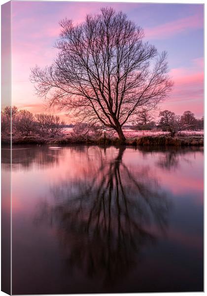 Tree on the River Bure Canvas Print by Stephen Mole