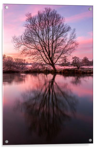 Tree on the River Bure Acrylic by Stephen Mole