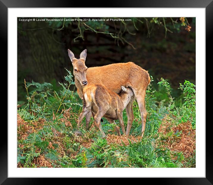 Red deer with fawn Framed Mounted Print by Louise Heusinkveld