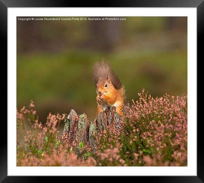 Red Squirrel in Autumn Framed Mounted Print by Louise Heusinkveld