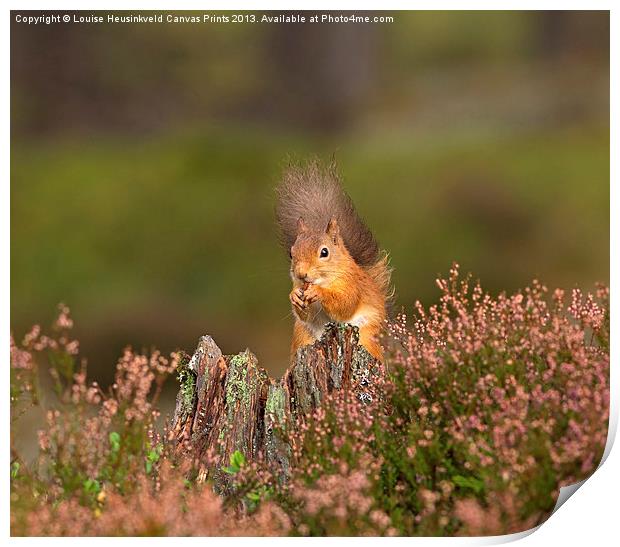Red Squirrel in Autumn Print by Louise Heusinkveld