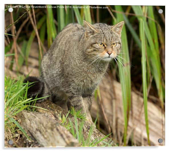 Scottish wildcat watching prey Acrylic by Louise Heusinkveld