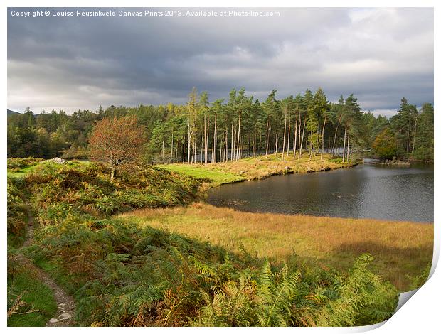 Tarn Hows in autumn, Cumbria Print by Louise Heusinkveld