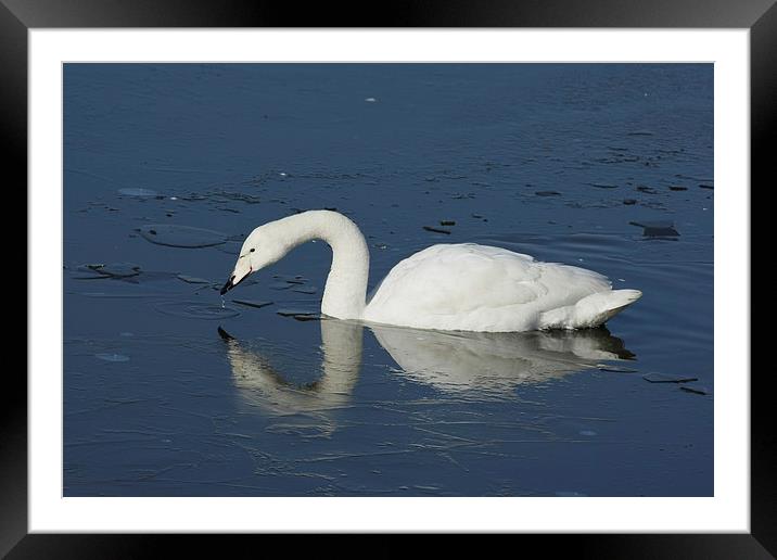 White Swan on Frozen Lake Framed Mounted Print by Philip Pound