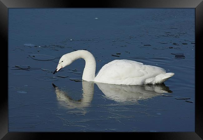 White Swan on Frozen Lake Framed Print by Philip Pound