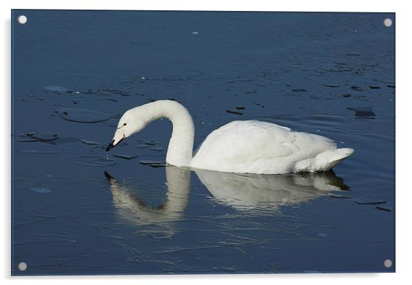 White Swan on Frozen Lake Acrylic by Philip Pound