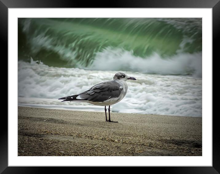The Little Sandpiper Framed Mounted Print by Lou Divers