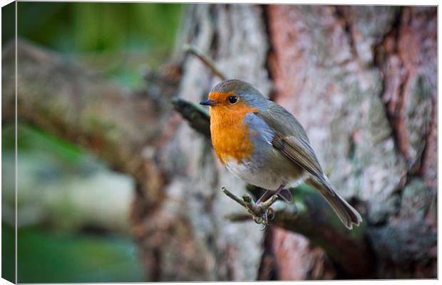 Erithacus rubecula resting Canvas Print by Steve Hughes