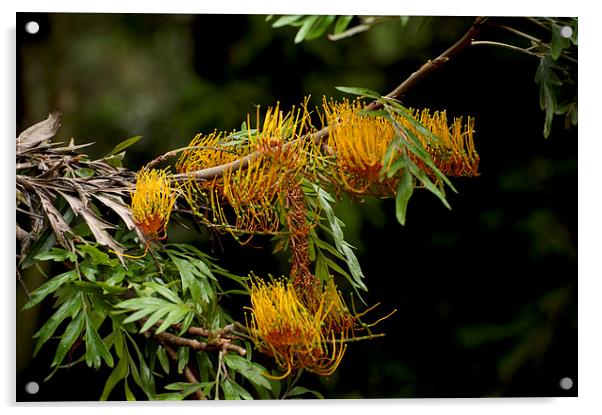 Grevillea Robusta Acrylic by Graham Palmer