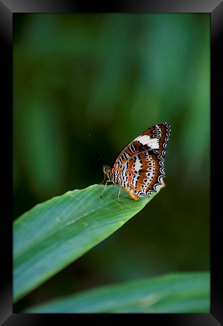 Orange And White Butterfly Framed Print by Graham Palmer