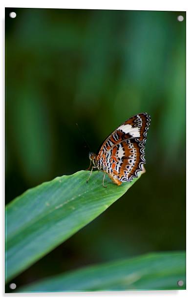 Orange And White Butterfly Acrylic by Graham Palmer