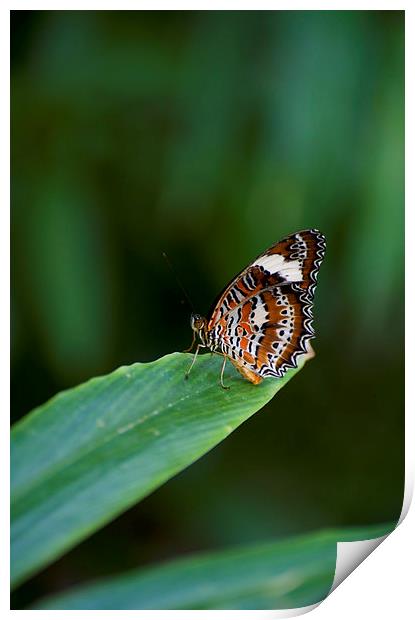 Orange And White Butterfly Print by Graham Palmer