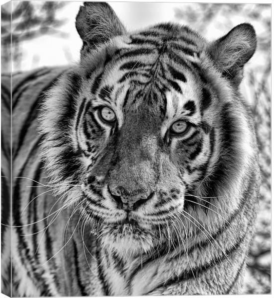 Tiger Portrait Canvas Print by Philip Pound