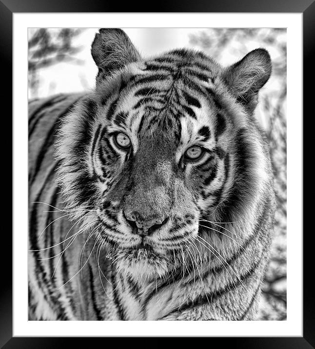 Tiger Portrait Framed Mounted Print by Philip Pound