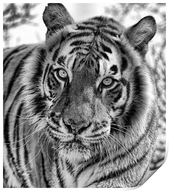 Tiger Portrait Print by Philip Pound