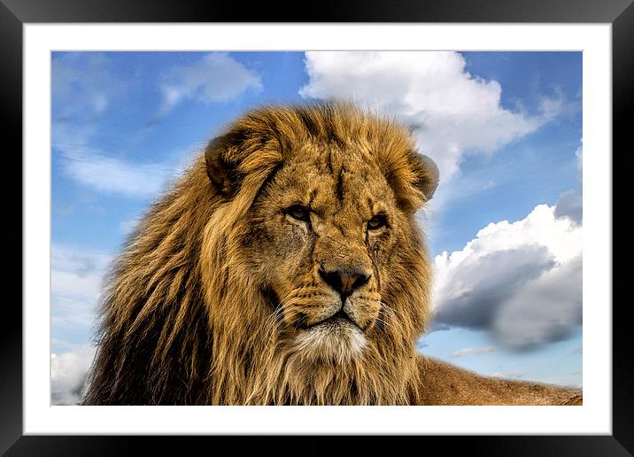 Lion Portrait Framed Mounted Print by Philip Pound