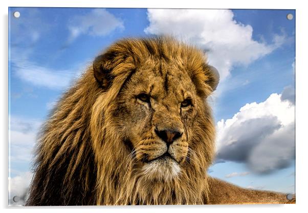 Lion Portrait Acrylic by Philip Pound
