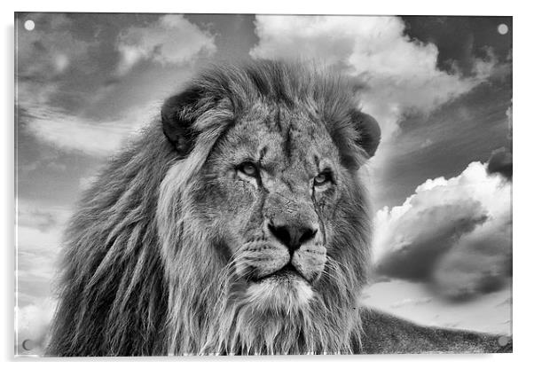 Lion Portrait Acrylic by Philip Pound