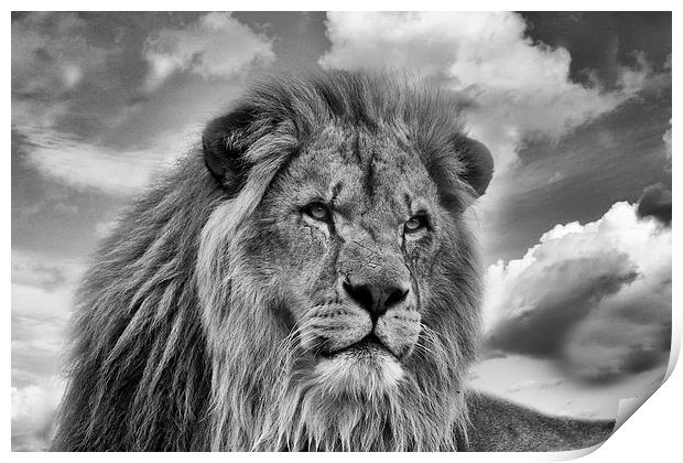 Lion Portrait Print by Philip Pound