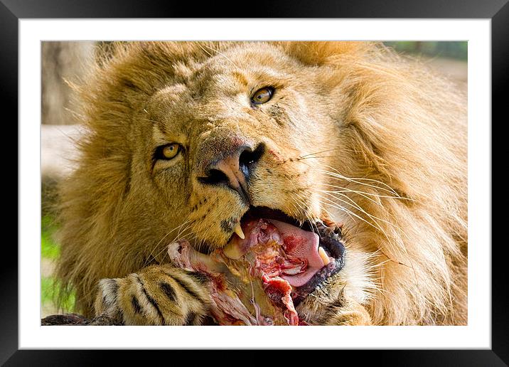 Male Lion Eating Framed Mounted Print by Philip Pound