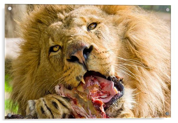 Male Lion Eating Acrylic by Philip Pound